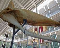 You can take a photograph of a whale's skull on the ground floor. There is also a glass lens belonging to the Inchkeith lighthouse in the Firth Of For